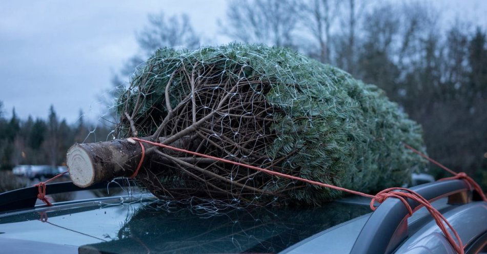 zdjęcie: Jak przewieźć choinkę bezpiecznie i uniknąć mandatu / fot. KPP Mogilno