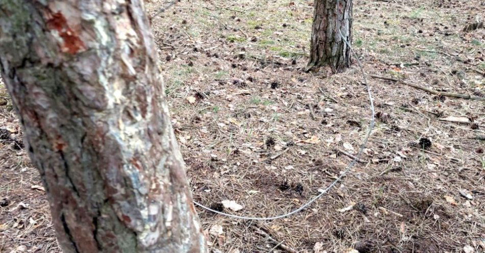 zdjęcie: Kłusownik w wieku 76 lat zatrzymany za wnyki / fot. KMP w Piotrkowie Trybunalskim