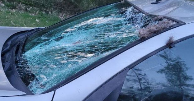 Zderzenie z łosiem na drodze krajowej