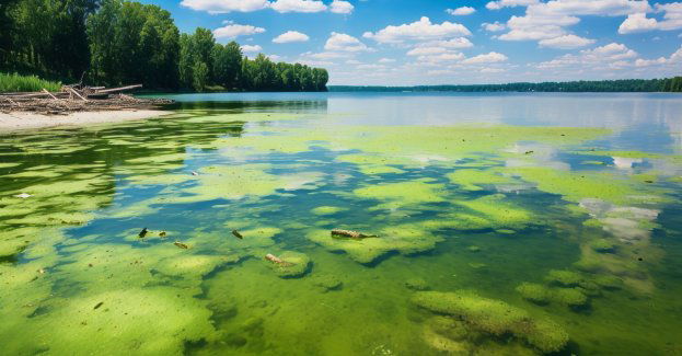 Nadtlenek wodoru skutecznie zwalcza złotą algę