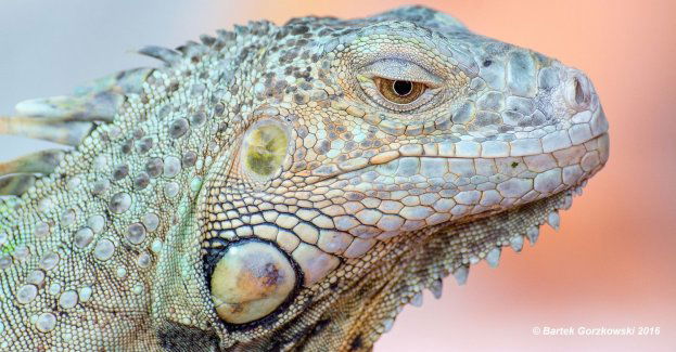 Iguany, żółwie i agamy - Dzień Otwarty w Schronisku dla Zwierząt