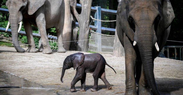 Zbadano genomy 240 ssaków - wiadomo, co wyróżnia człowieka