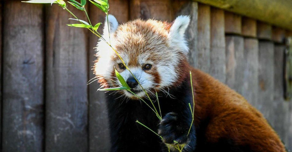 zdjęcie: Do zoo sprowadzono pandę małą / fot. PAP