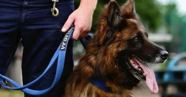 Mandat za nieostrożne trzymanie zwierzęcia