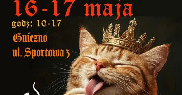 Najpiękniejsze koty rasowe. Na żywo. Gniezno