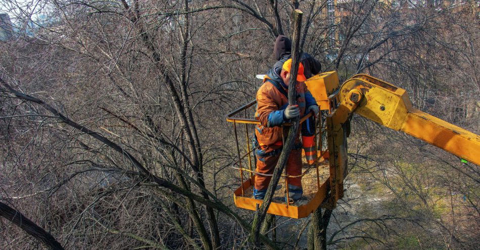 zdjęcie: Wzrasta liczba zezwoleń na wycinkę drzew, miasto wprowadza nowy system informowania o tym / v46617945