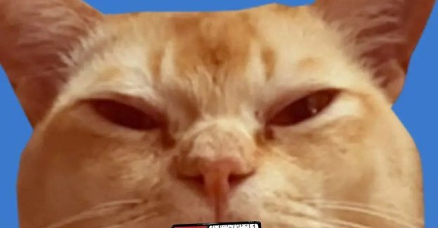 Saszeta i kuweta: NIGDZIE NIE JADĘ, BO MÓJ KOT NIE WSZEDŁ DO TRANSPORTERA