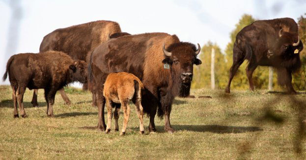 W zagrodzie w Mucznem urodziły się trzy żubry