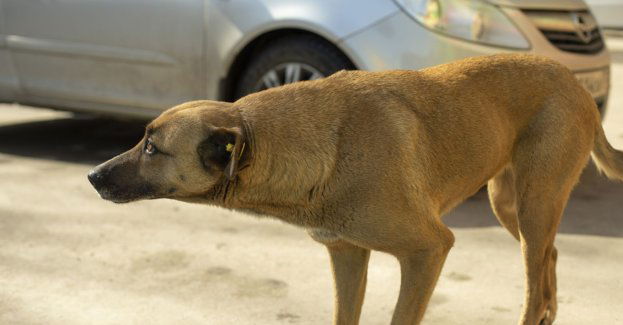 73-latek ciągnął dwa psy za samochodem, dostał mandat
