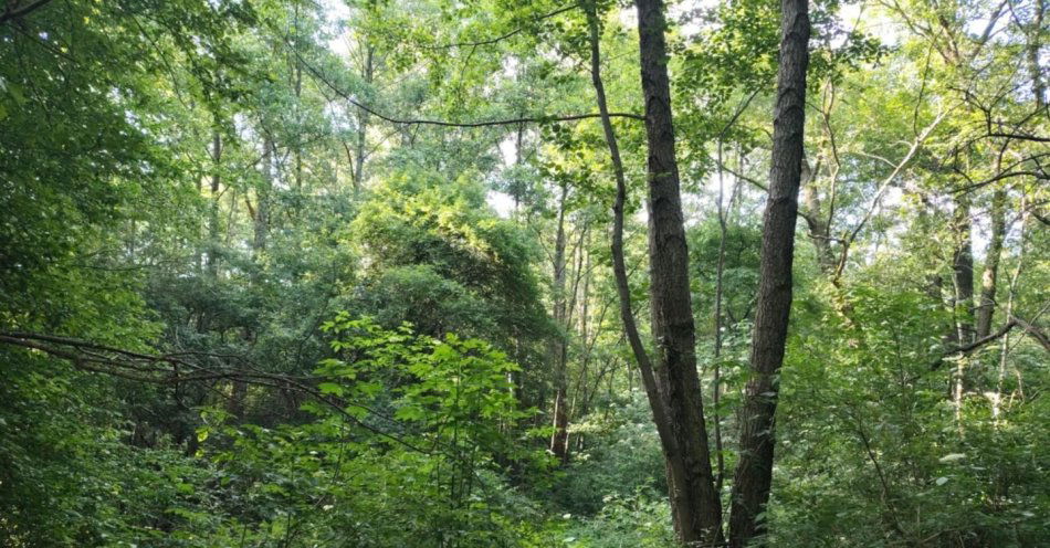 zdjęcie: Zielona Łódź zaprasza na spacer / fot. nadesłane