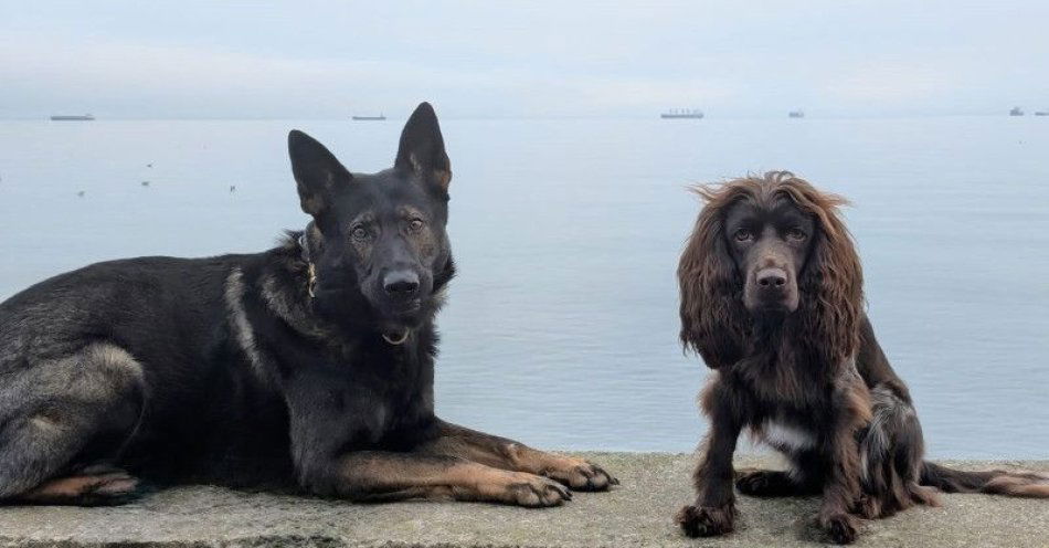 zdjęcie: Zawód przewodnika psa służbowego łączy pasję i służbę / fot. KMP w Gdyni