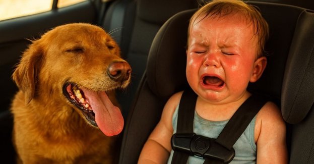 Nie zostawiaj w aucie - wysoka temperatura zabija!