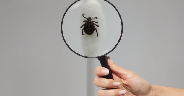 Coraz większa liczba zakażonych boreliozą