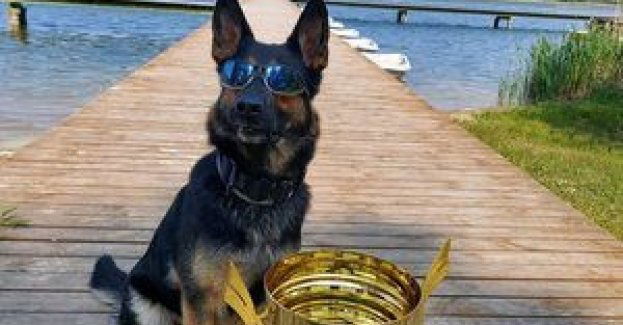 OKSZA - owczarek z wrocławskiej policji zajął I miejsce w zawodach kynologicznych