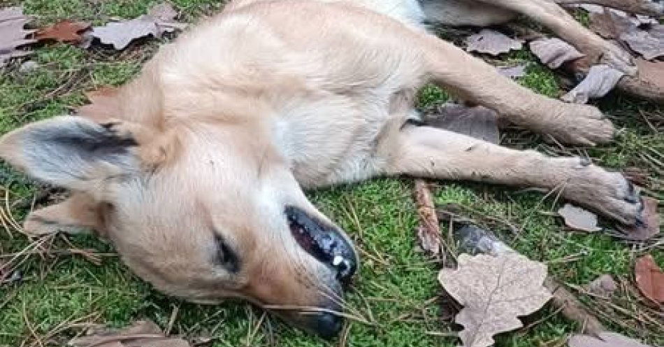 zdjęcie: Tragedia w lesie pod Janowcem psy złapane w samozaciski / fot. KPP Puławy