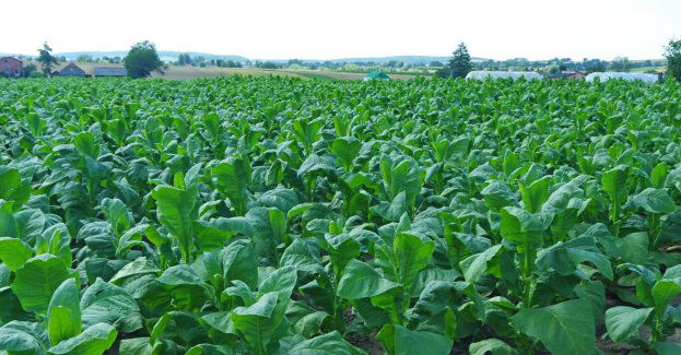 Rząd uderza w rolników. Nowe regulacje mogą też odstraszyć inwestorów