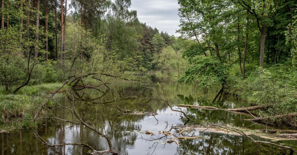 zdjęcie: Brodnicki Park Krajobrazowy - raj dla aktywnych miłośników przyrody / fot. nadesłane