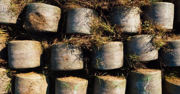 Nie wiedział, czemu podpalił stóg