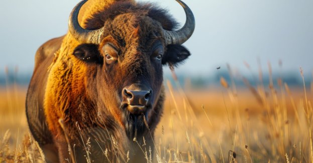 Bizon-uciekinier został zastrzelony