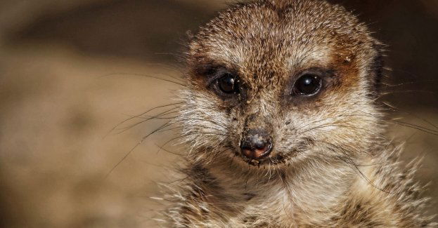 Dyrektorka zoo zatrzymana m.in. za oszustwa i nadużycie uprawnień