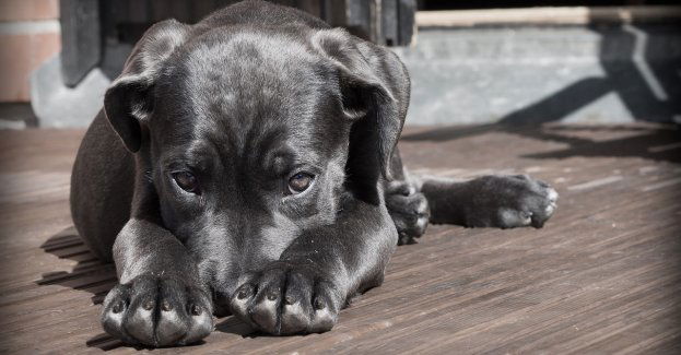 Areszt za znęcanie się nad zwierzęciem