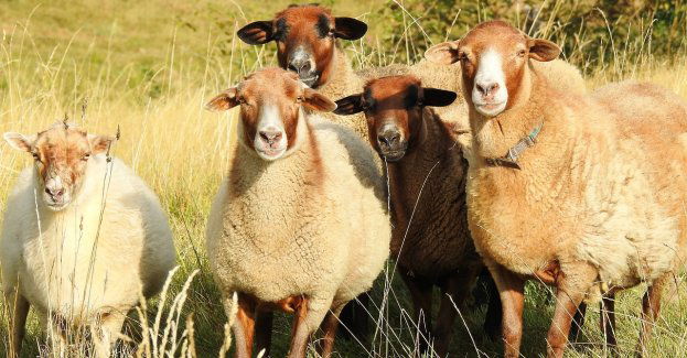 Akt oskarżenia w sprawie przetargu na wypas owiec