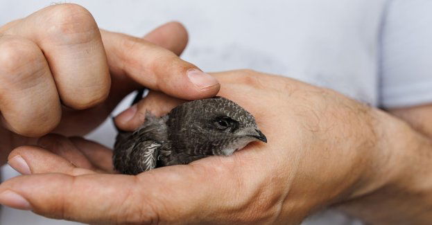 Do lasów trafiło ponad 80 młodych głuszców z Leżajska