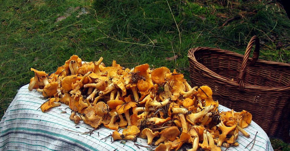 zdjęcie: Cenne wskazówki dla grzybiarzy / pixabay/1303825