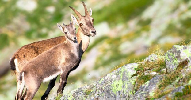 Rozpoczęło się jesienne liczenie kozic