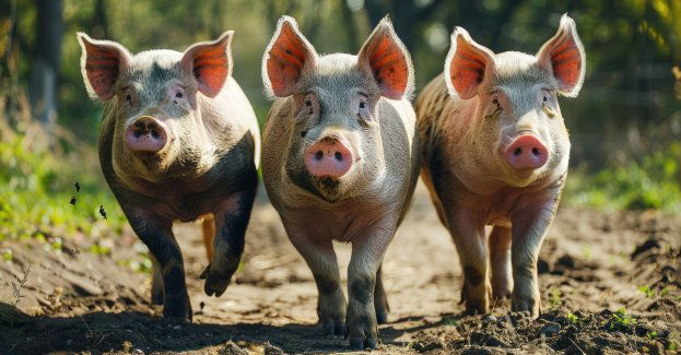 15. ognisko ASF w Polsce w małym gospodarstwie w powiecie łobeskim