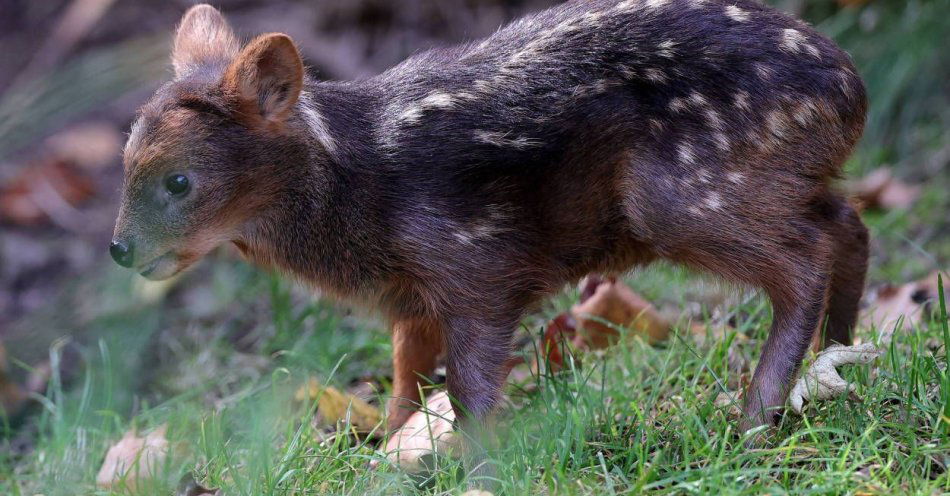 zdjęcie: Pralinka - to imię samiczki jednego z najmniejszych jeleni świata w zoo w Warszawie / fot. PAP