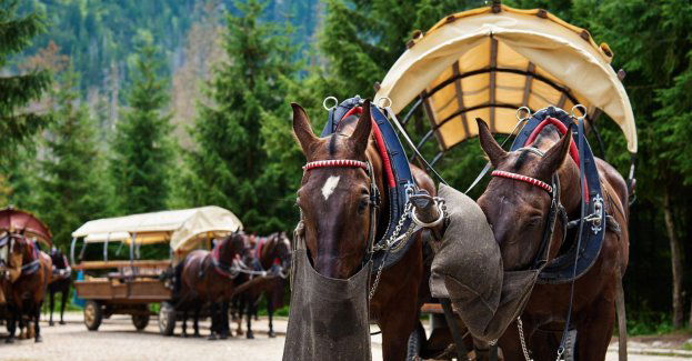 Związek Podhalan za utrzymaniem transportu konnego do Morskiego Oka