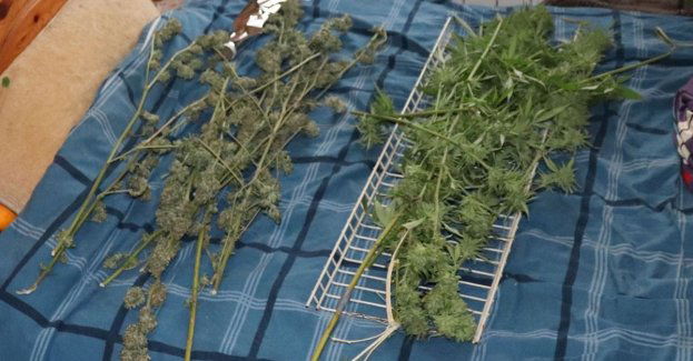 Uprawiał na swojej posesji konopie