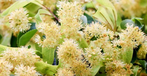 Na placu Trzech Krzyży sadzą drzewa za 14 tys. zł