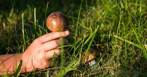 Piękna pogoda zachęca do grzybobrania [VIDEO]
