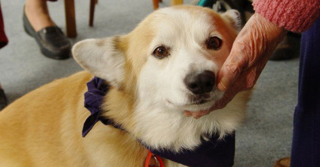 Czworonożni przyjaciele: jak psy wspierają zdrowie i dobrostan seniorów