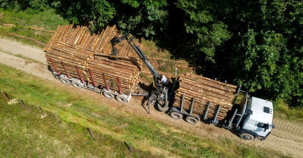 Leśnicy sprzedali najcenniejsze drewno