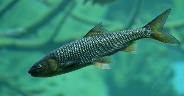 Kilkaset pstrągów z ośrodka Czarci Jar powróciło do natury