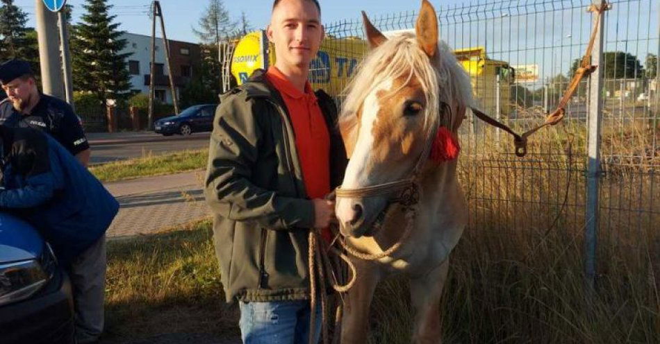 zdjęcie: Samotny koń biegał po ulicach Radomia. Zatrzymał go jadący na służbę policjant radomskiej drogówki / fot. KMP w Radomiu