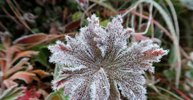 IMGW wydał ostrzeżenie o przymrozkach