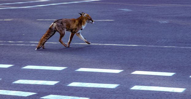 Coraz więcej zgłoszeń od mieszkańców o pojawiających się w mieście lisach