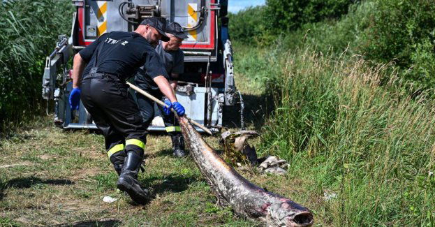 Zebrano ok. 1 tony śniętych ryb ze zbiornika w Starym Lublińcu