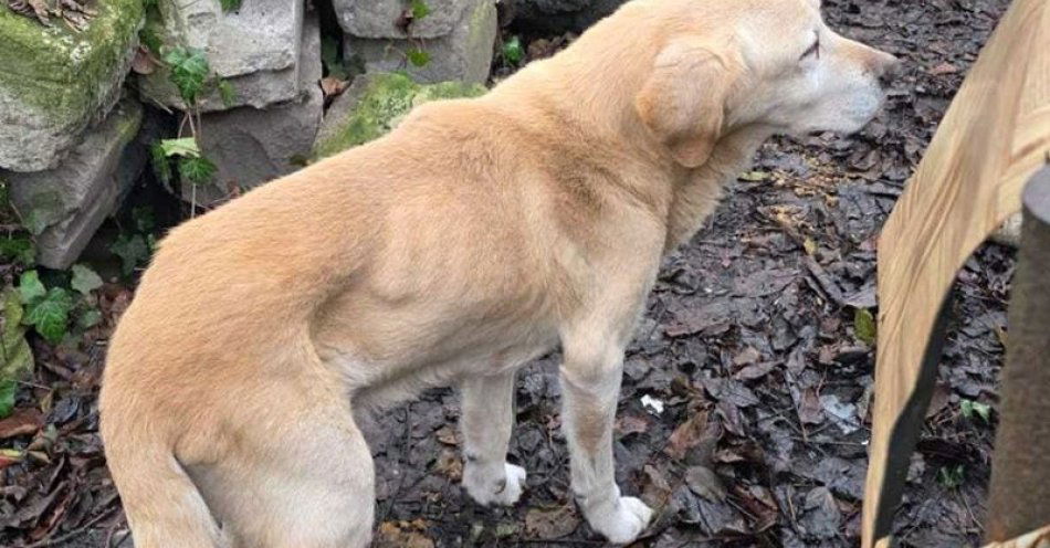 zdjęcie: Zatrzymany za znęcanie się nad psami i złamanie zakazu / fot. KPP w Polkowicach