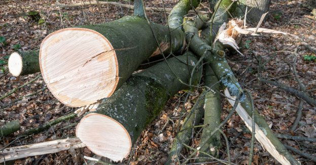Zerwana kłoda przygniotła pracownika