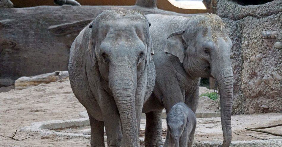 zdjęcie: W zoo przeprowadzki słoni indyjskich - wyjechał 12-letni Barnaba, przyjechał 6-letni Moma / pixabay/2108969