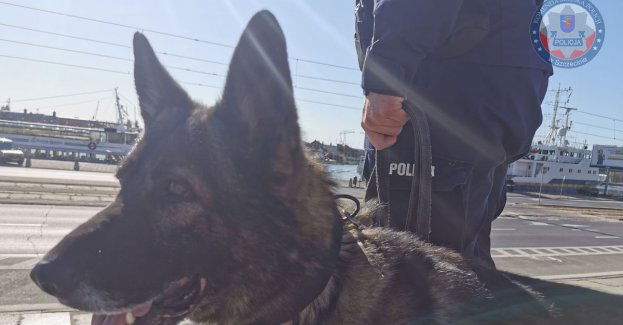 Policyjny pies patrolowo-tropiący odnalazł zaginionego 51 latka