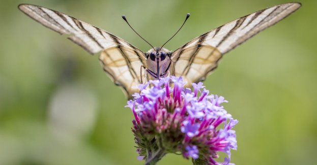 Osiem chronionych motyli, w tym paź jamajski, w przesyłce z Kazachstanu
