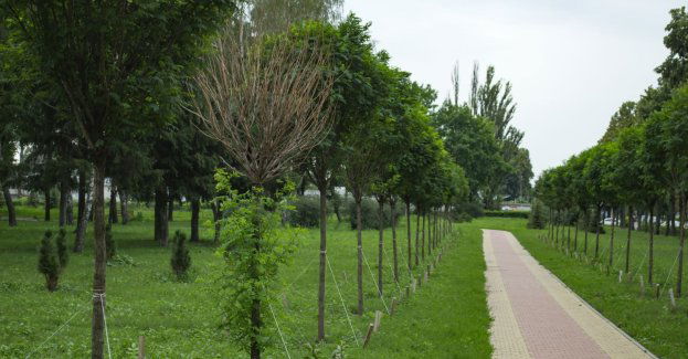 W stolicy Wielkopolski powstają łączniki zieleni