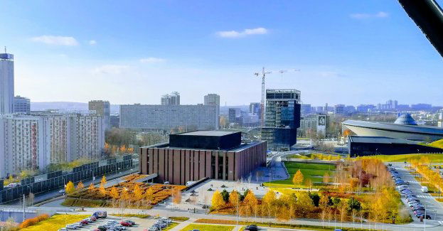 Co z drzewami na trasie pieszo-rowerowej?