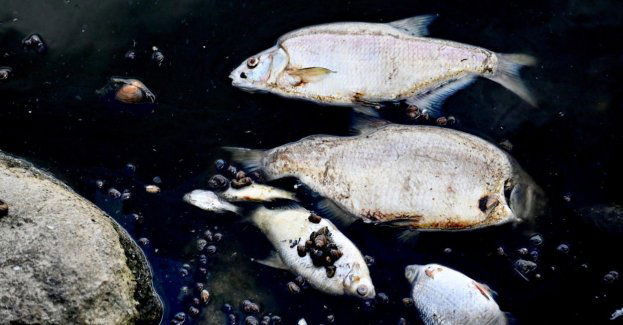 W Kanale Gliwickim 10 czerwca zebrano ponad 450 kg śniętych ryb